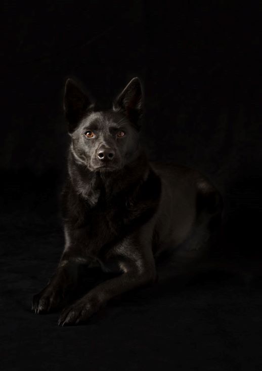 MEPP-AustralianKelpie-Dog-2