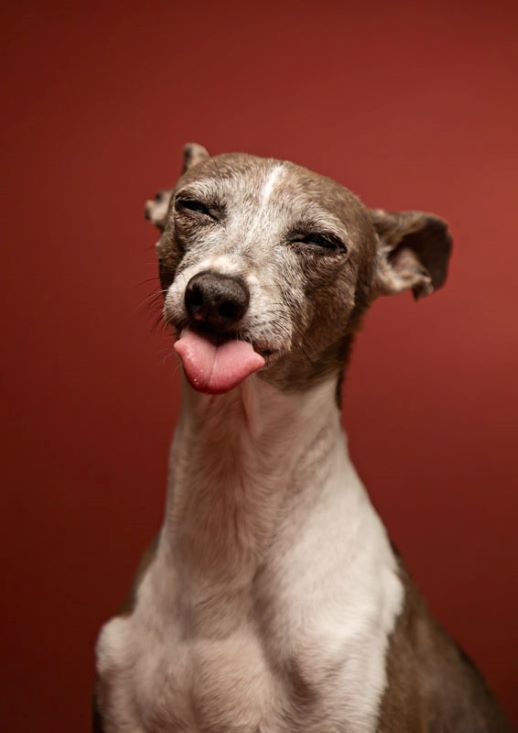MEPP-ItalianGreyhound-Dog-Portrait-9