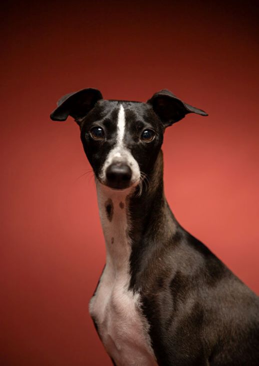 MEPP-ItalianGreyhound-Dog-Portrait