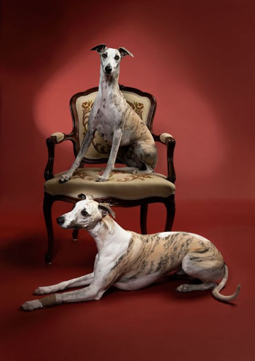 MEPetPhotography Whippets