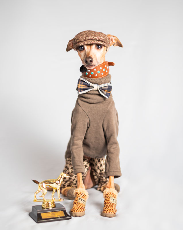 Italian Greyhound Dog Wearing a Dapper Hat, Bow Tie, Outfit and Dog Ugg Boots sitting infront of a trophy.